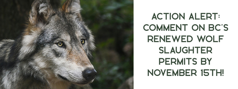 Action Alert for BC's Wolf Cull